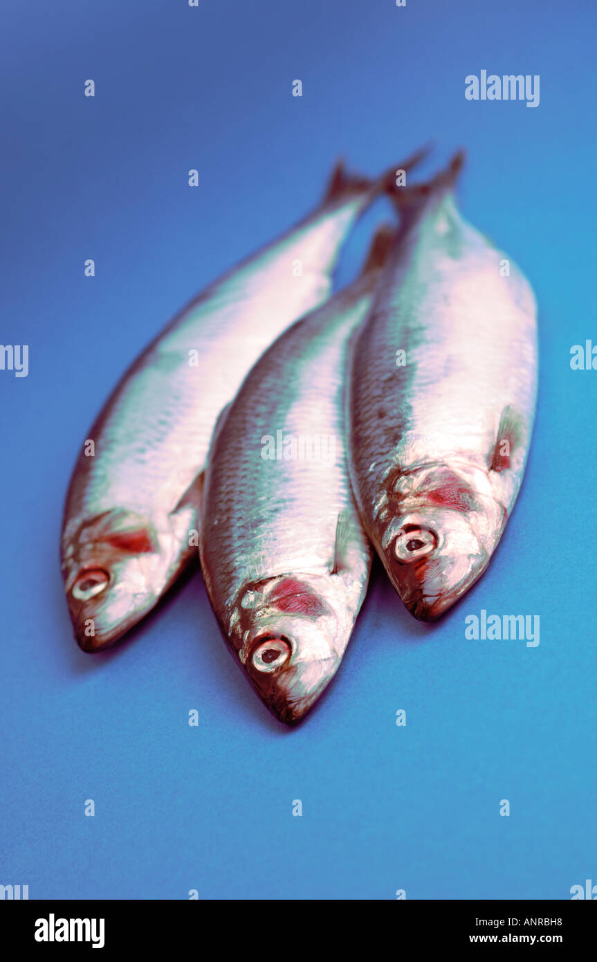 Heringe ein fetter Fisch auf blauem Hintergrund Stockfoto