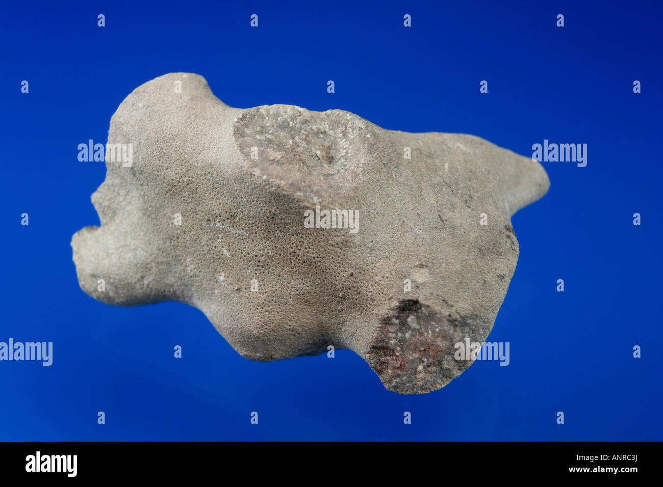 Fossile Korallen aus dem Devon-Zeitalter Stockfoto