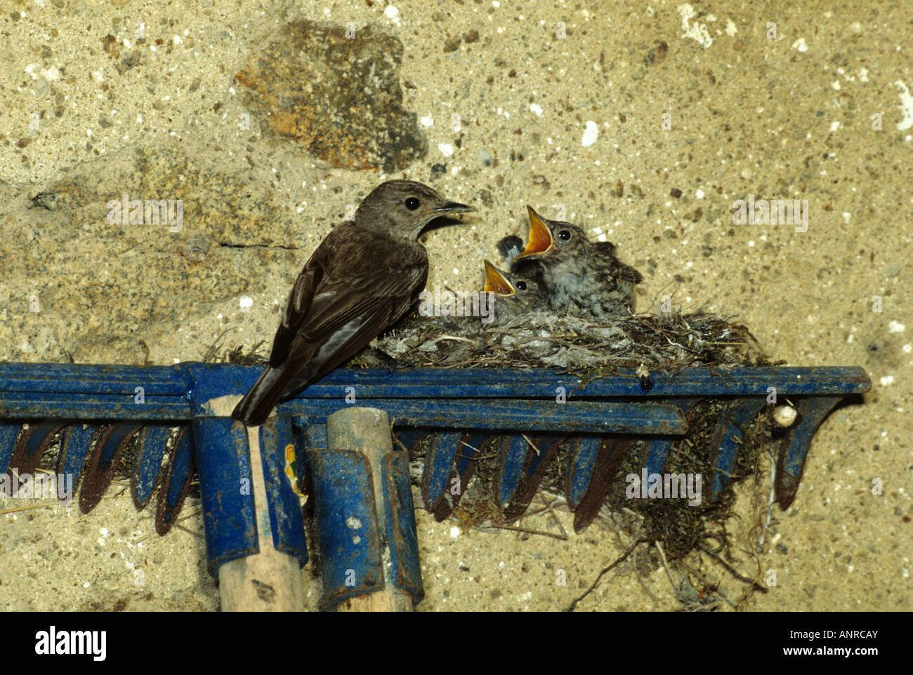 Grauschnäpper (Muscicapa Striata) am Nest gebaut auf Rechen, Insel Giglio, Toskana Arcipelago Nationalpark Stockfoto