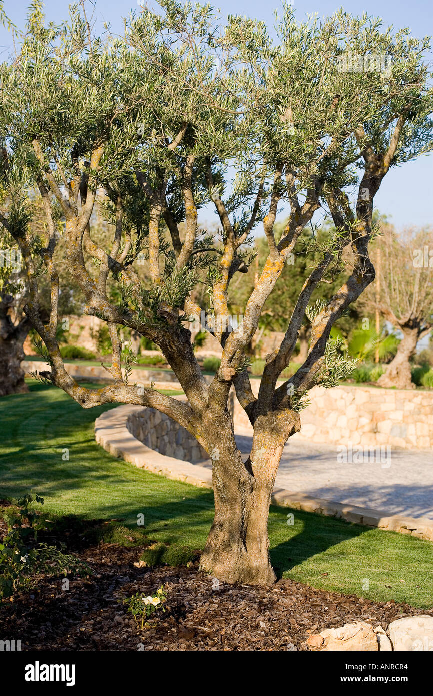 GEMEINSAMER NAME: Olivenbaum lateinischer NAME: Olea Europea  Stockfotografie - Alamy