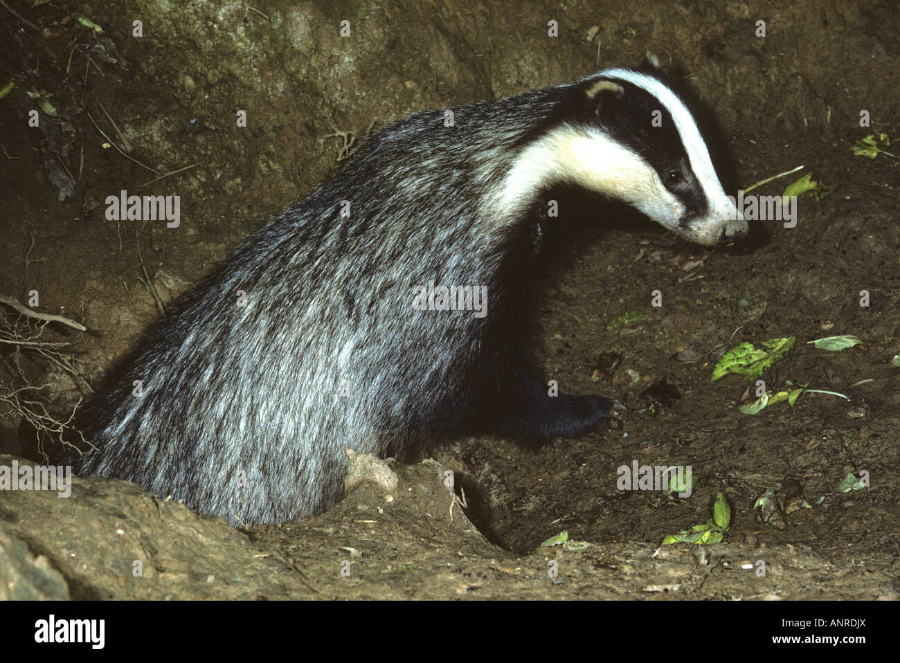 Dachs (Meles Meles) entstehende Sett in der Abenddämmerung Stockfoto
