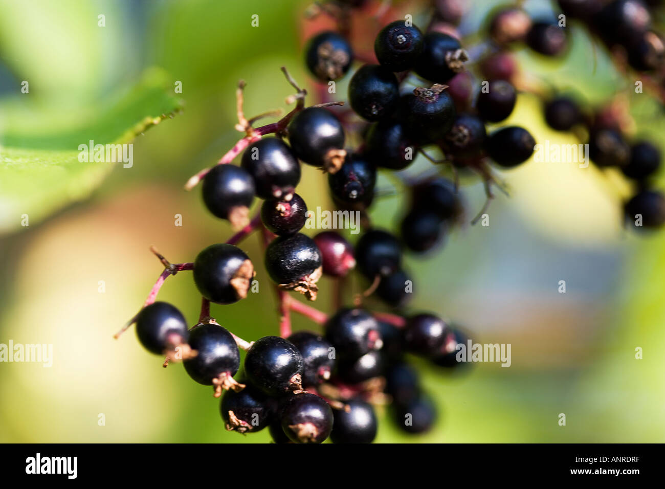 Gemeiner holunder -Fotos und -Bildmaterial in hoher Auflösung – Alamy