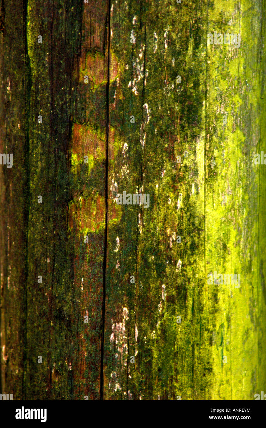 Bio Green Flechten Holzpaneele Verkleidung von einem feuchten Shed.Which sind aufgrund der wechselhaften Witterungsbedingungen ausgesetzt. Stockfoto