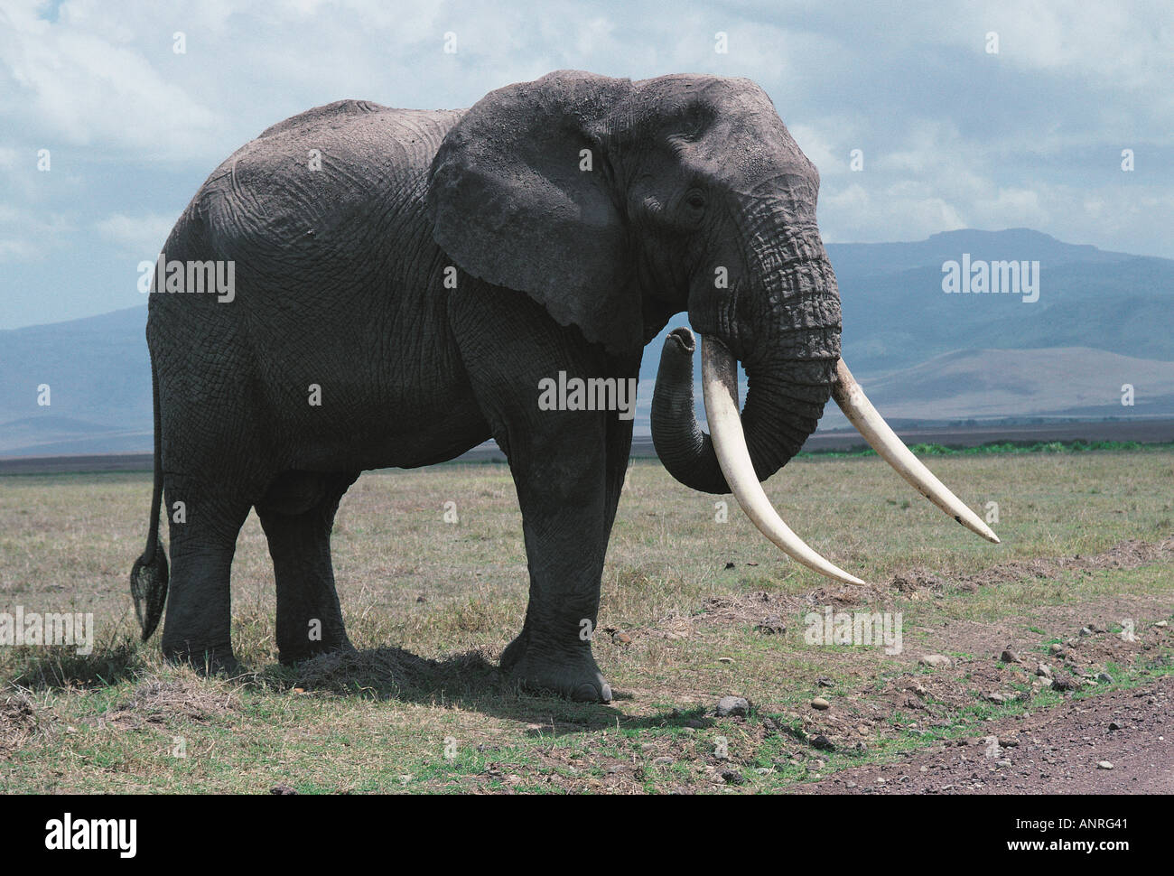 Große Reifen männlichen Elefanten mit guten Elfenbein Ngorongoro Krater Tansania Ostafrika Stockfoto