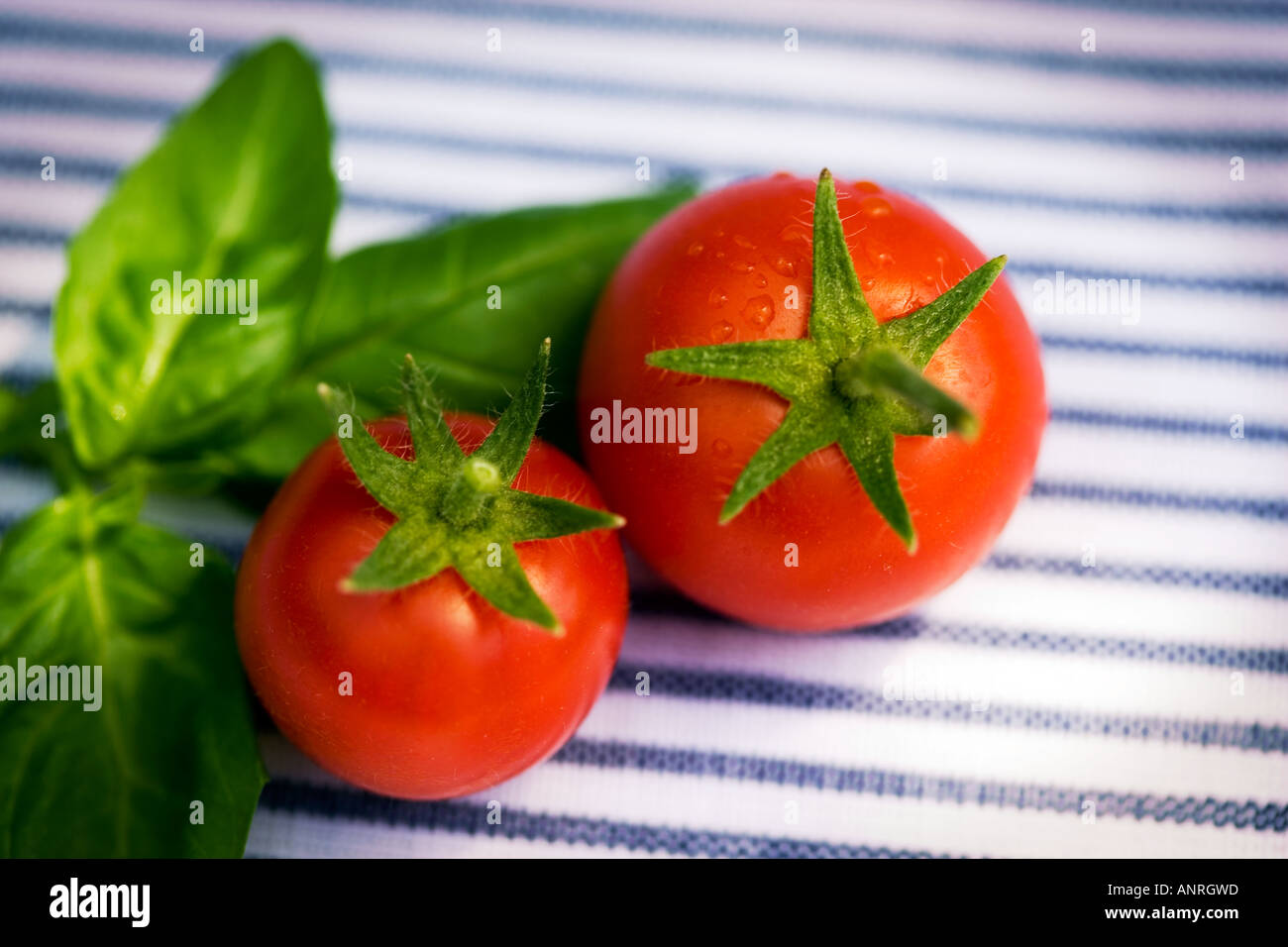 Bio-Tomaten mit Basilikum Home grown, organicly und gerade gepflückt Schuss blau-weiß gestreiften Serviette Hintergrund im Juli. Stockfoto