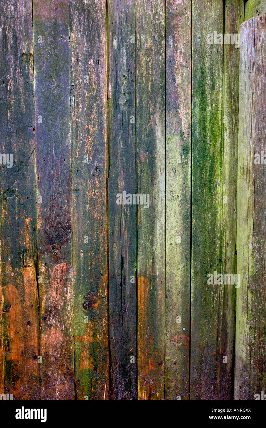 Bio Green Flechten Holzpaneele Verkleidung von einem feuchten Shed.Which sind aufgrund der wechselhaften Witterungsbedingungen ausgesetzt. Stockfoto