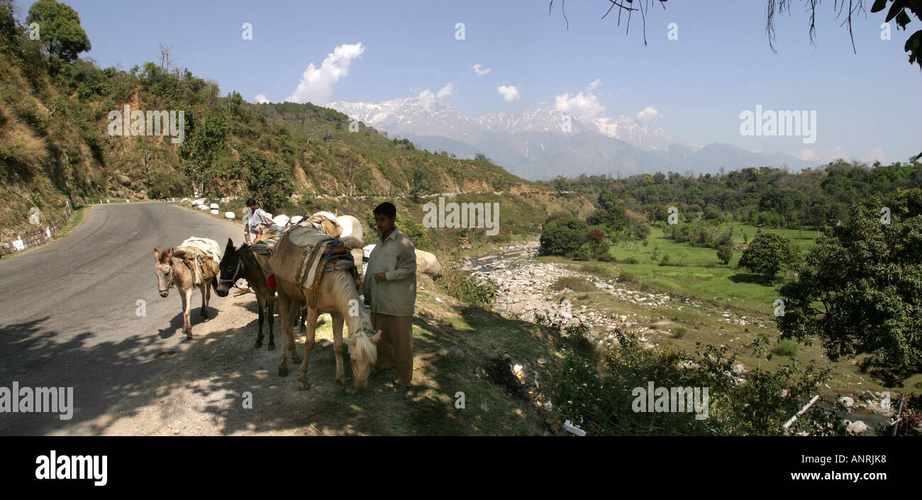 Himachal Pradesh Dharamsala in Indien Packpferde unterwegs unter Himalaya Berge Panorama Stockfoto