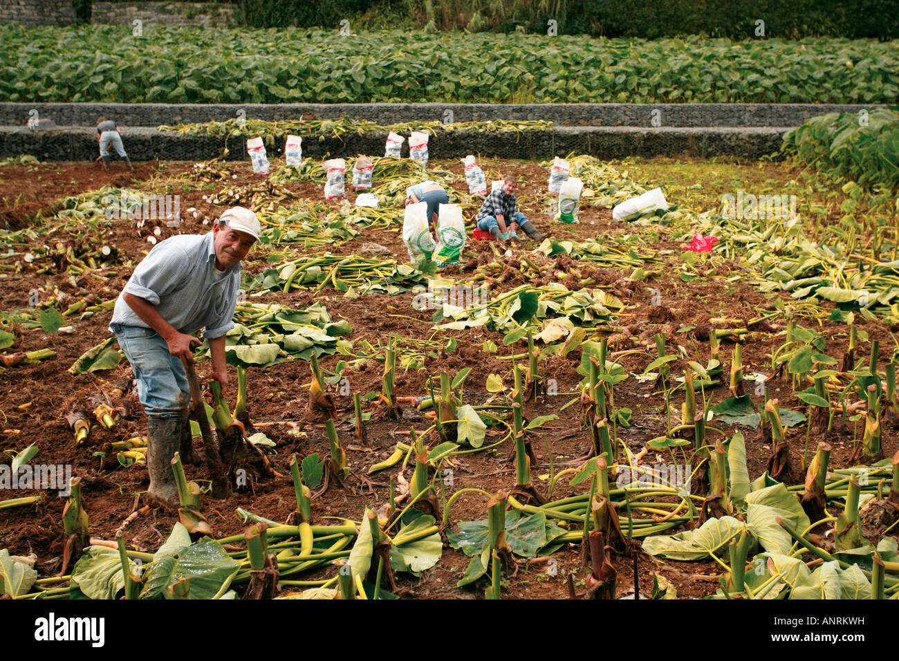 Azoren Bauern arbeitet auf einem Gebiet von Taro (Colocasia Esculenta). Furnas, Insel Sao Miguel, Azoren, Portugal Stockfoto