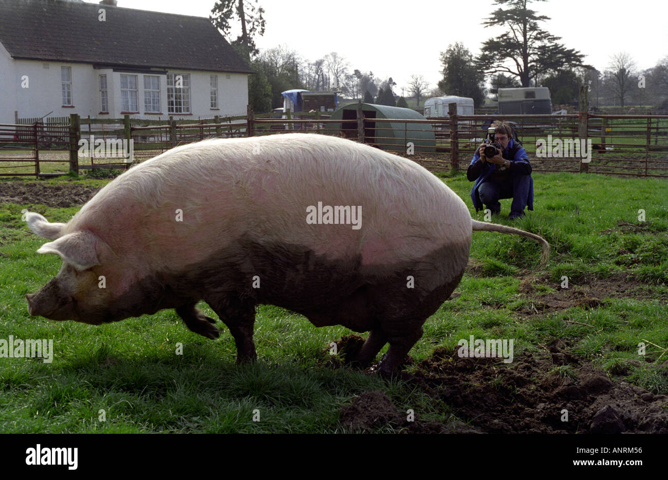 Großen domestizierte Schweine in seinen Stift; Sus Scrofa scrofa Stockfoto