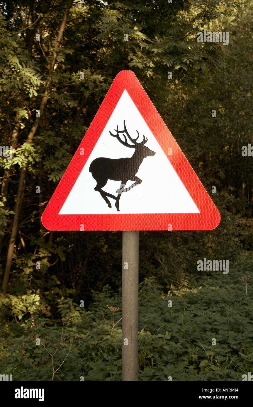 Hirsch, Roadsign, Wild, Tier, Vorsicht, Warnung, Straße, Land, fahren,  Fahrer, Auto, Geweih Stockfotografie - Alamy