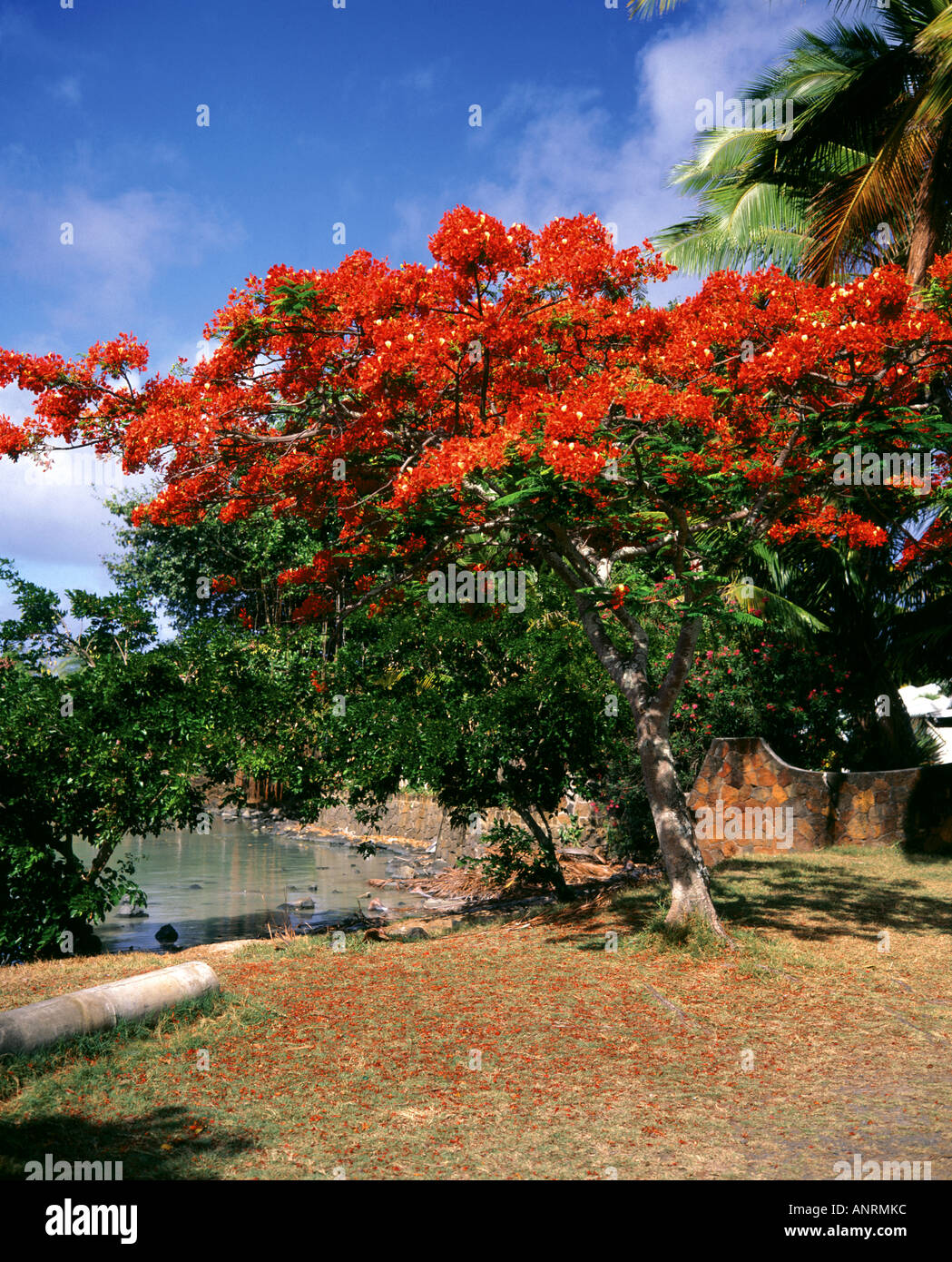 "Extravaganten" Baum in seiner unverwechselbaren Gefieder - "Mauritius" Stockfoto