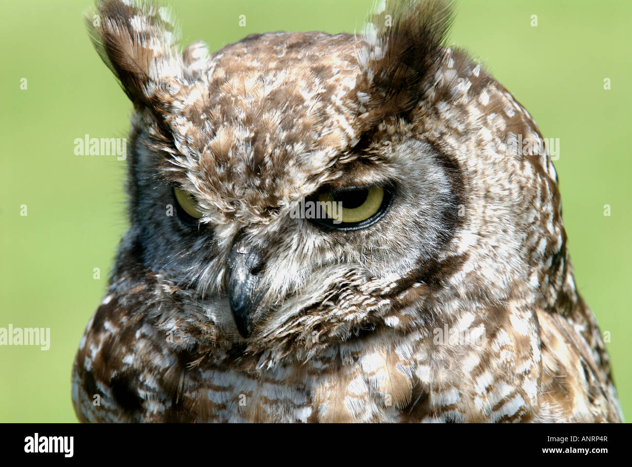 Gemeinsamen Zwergohreule Eule Otus Zwergohreule Stockfoto