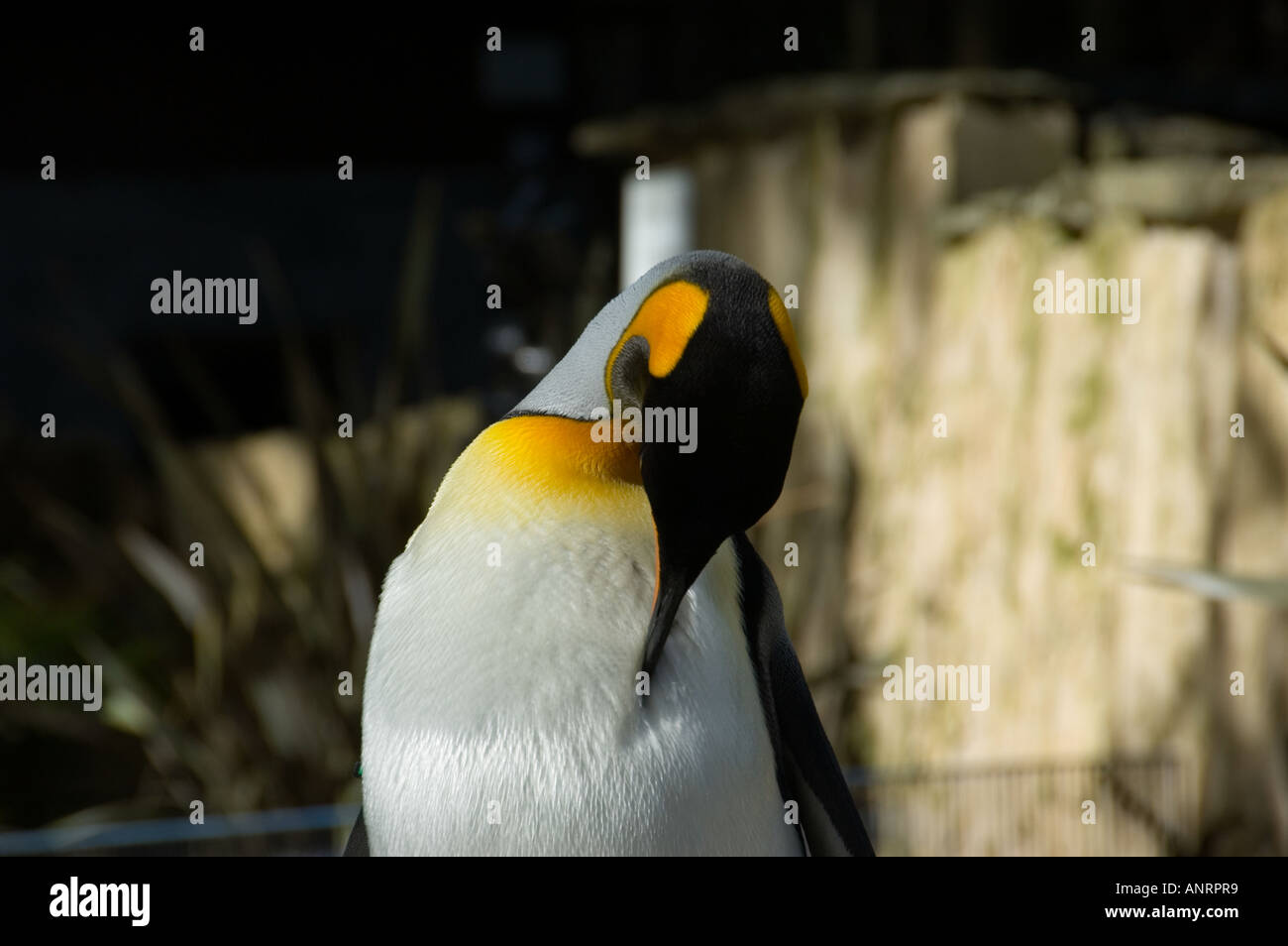 Kaiser-Pinguin putzen Stockfoto