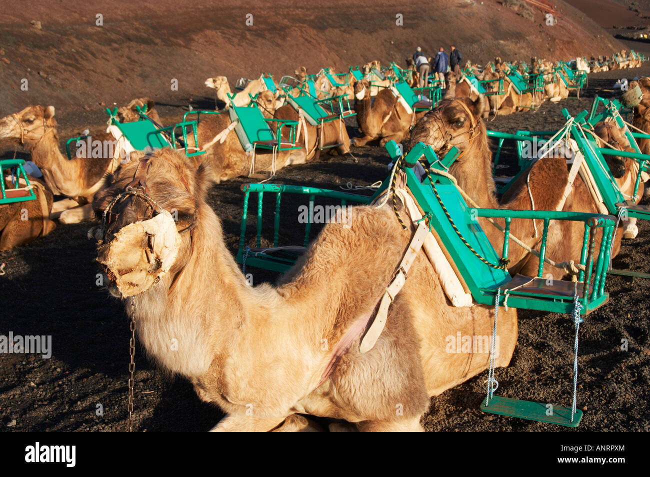 Kamele warten auf Touristen im Nationalpark Timanfaya auf Lanzarote auf den Kanarischen Inseln. Stockfoto