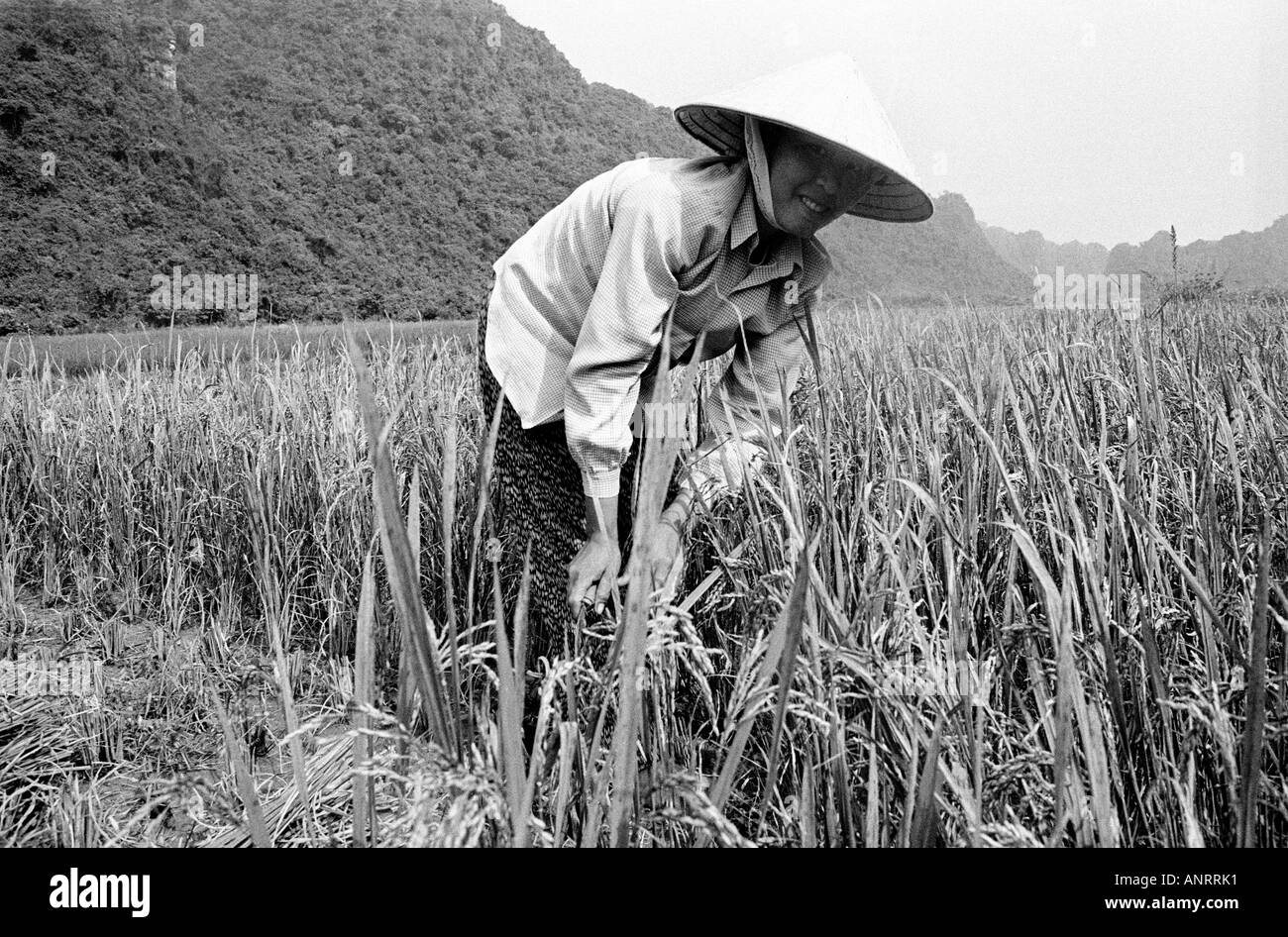Reis-Ernte in Vietnam. Stockfoto