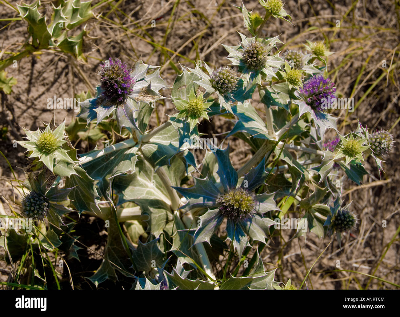 Sea Holly Eryngium Maritimum wächst in der rauen Umgebung der Sanddünen am Crosby Beach Sefton Coast Merseyside Stockfoto