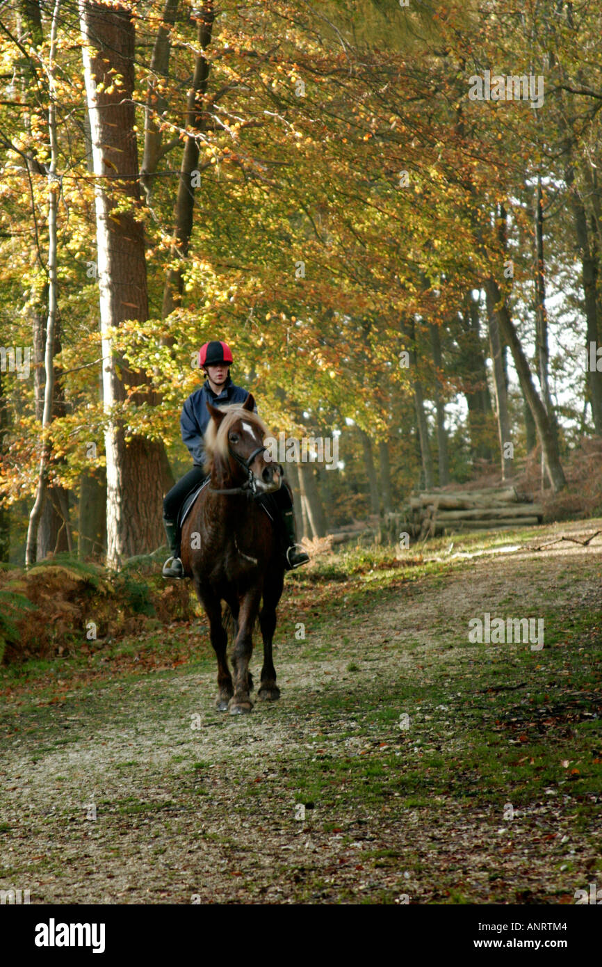 Pferd und Reiter, Bramshaw Wood, Hampshire, England, UK Stockfoto