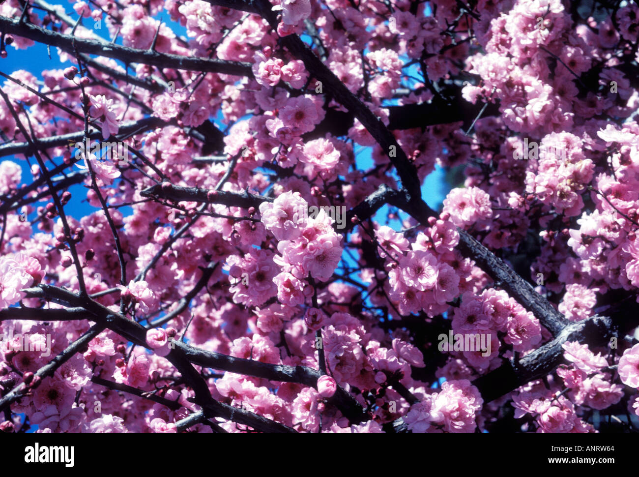 Kirschbaum in voller Blüte Stockfoto
