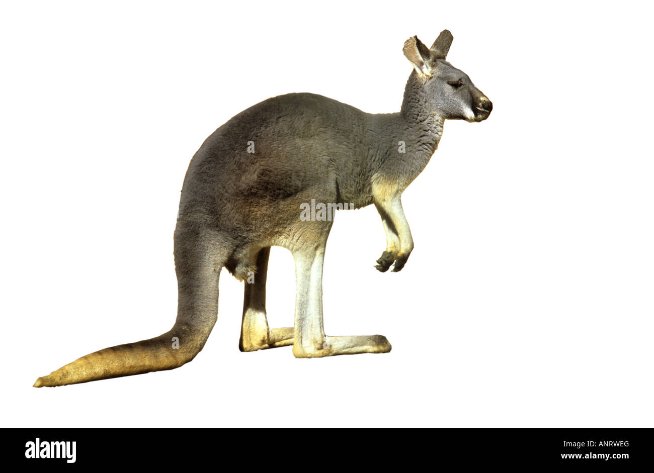 Östliche graue Känguru Macropus giganteus Stockfoto