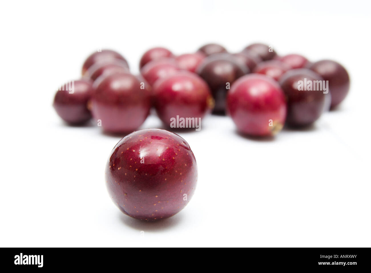 Muscadine Trauben auf weißem Hintergrund Stockfoto