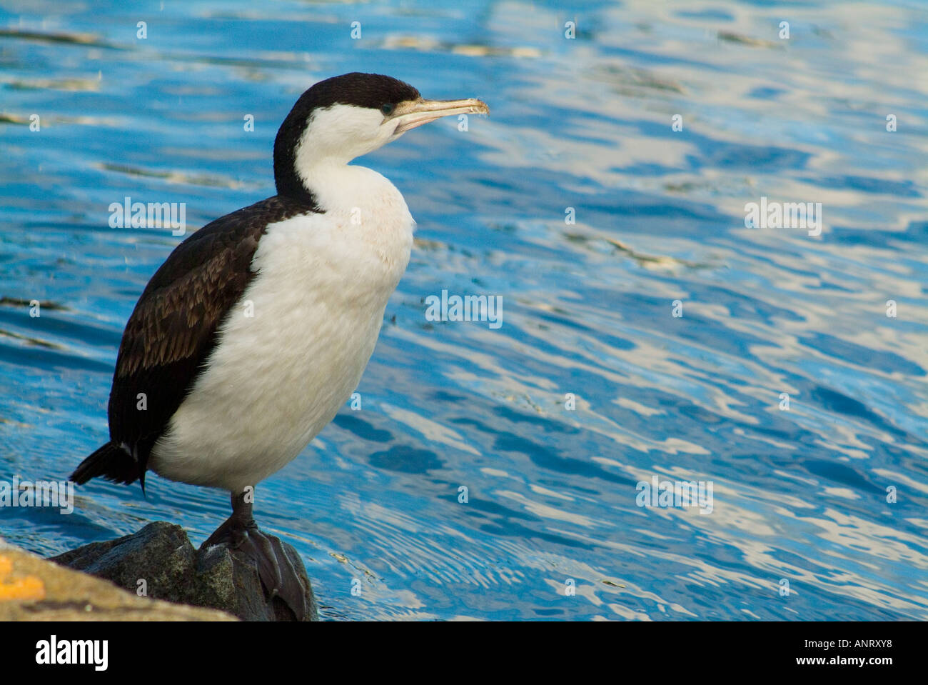 Schwarz konfrontiert Kormoran Phalacrocorax fuscescens Stockfoto