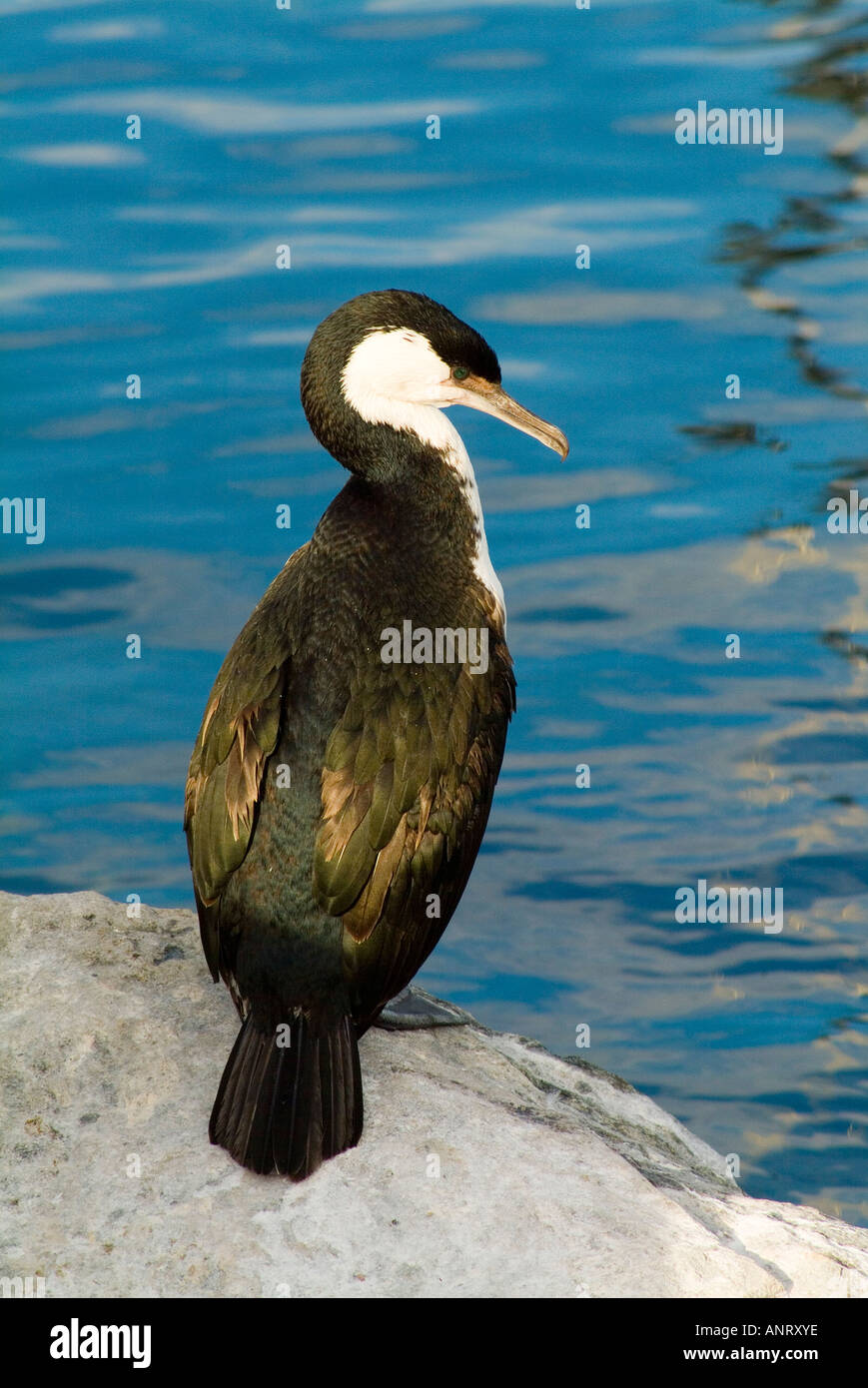 Schwarz konfrontiert Kormoran Phalacrocorax fuscescens Stockfoto