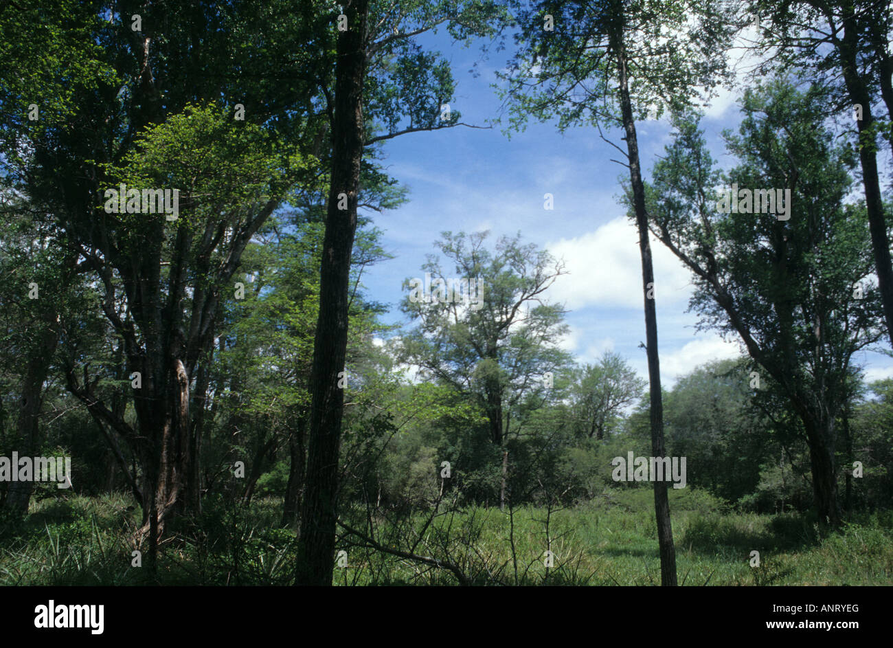 Blick auf die Übergangszeit Wald der Gran Chaco Region in Formosa, Argentinien Stockfoto