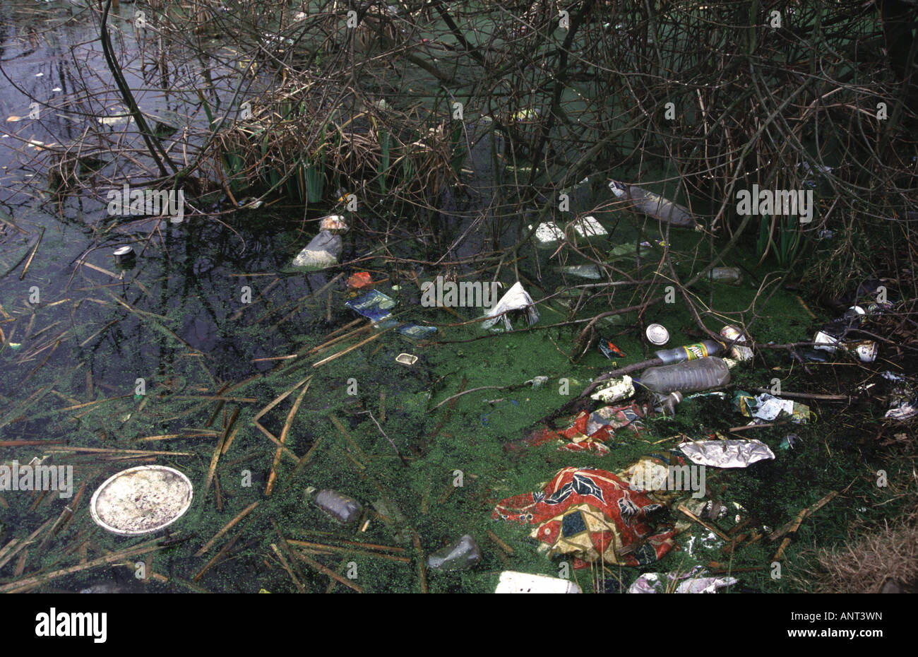 Verschmutzten Teich Stockfoto