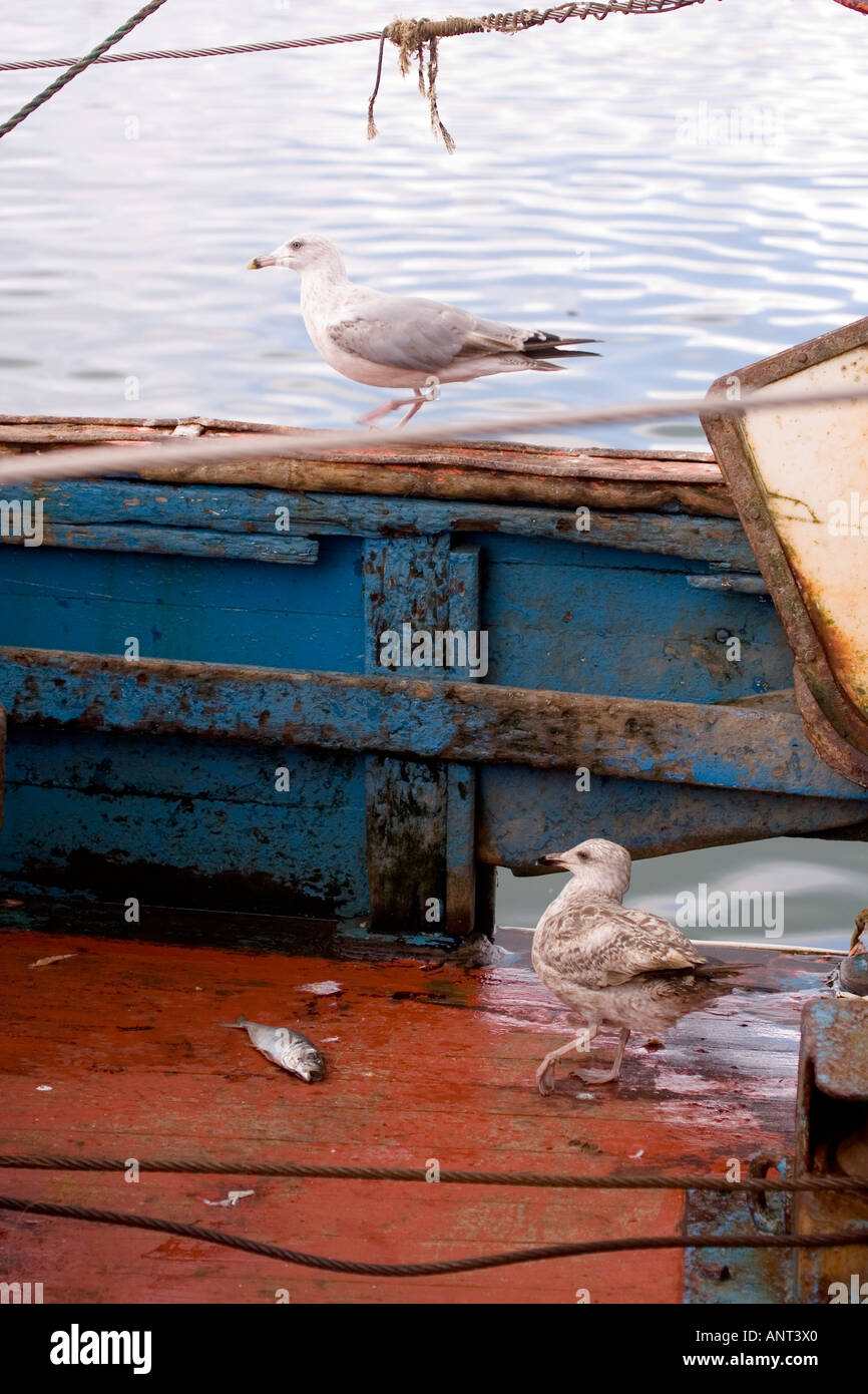 Möve auf einem Boot Stockfoto