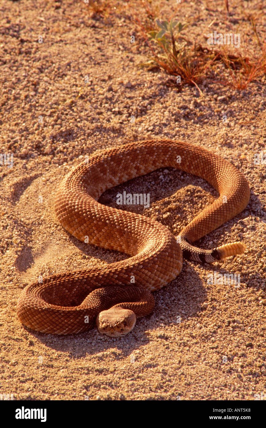 Klapperschlange Anza Borrego Desert State Park California Stockfoto