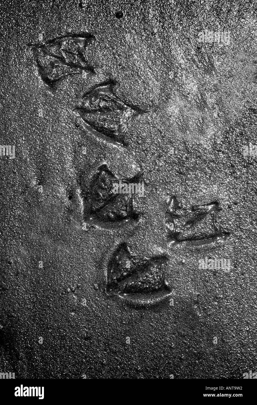 Die fünf Möwe Spuren im nassen Sand am Strand in East Sussex. Bild von Jim Holden. Stockfoto