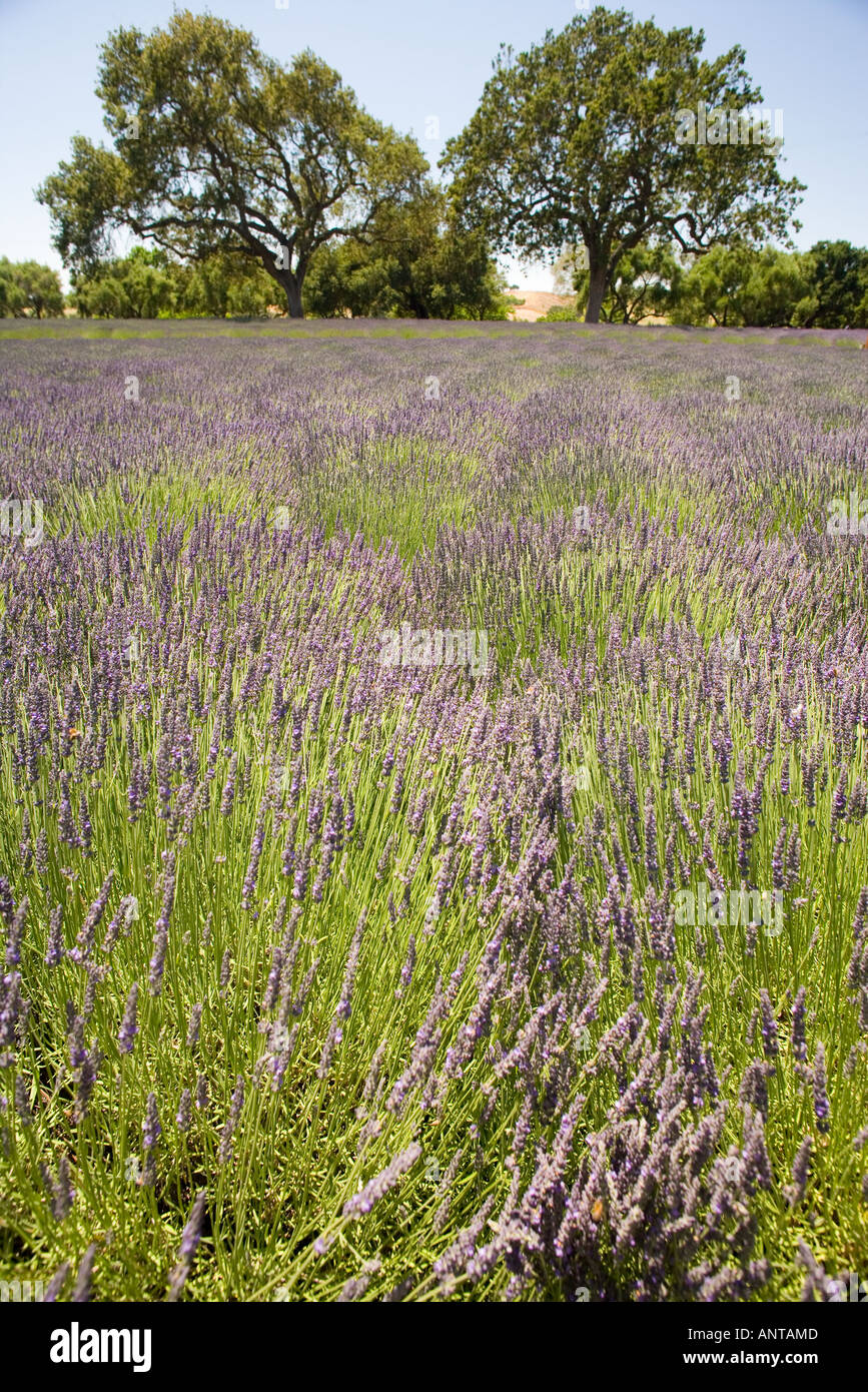 ein Bereich der Lavendel in voller Blüte Clairmont Farmen Santa Ynez Valley in der Nähe von Santa Barbara Kalifornien Stockfoto