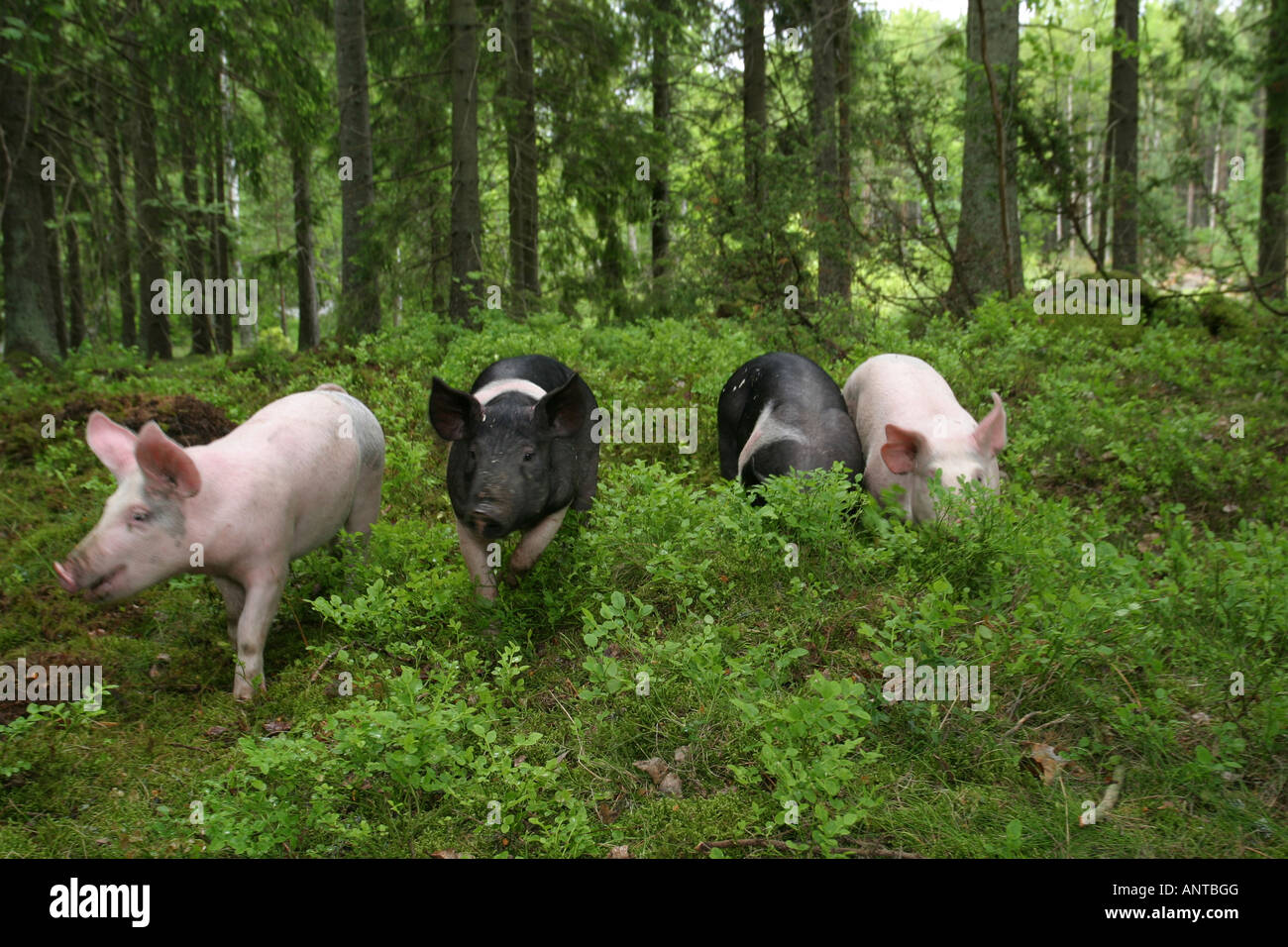 Unabhängige Schweine im schwedischen Wald Stockfoto