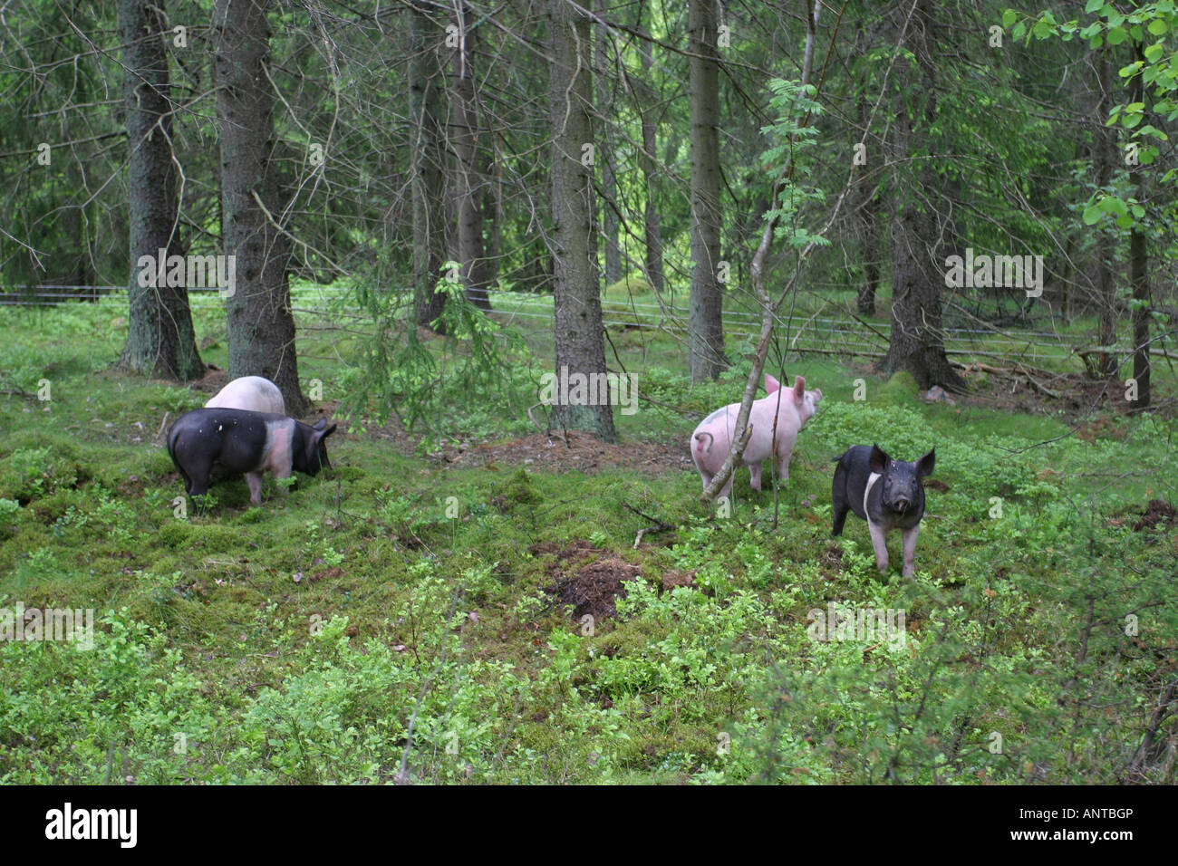 Unabhängige Schweine im schwedischen Wald Stockfoto
