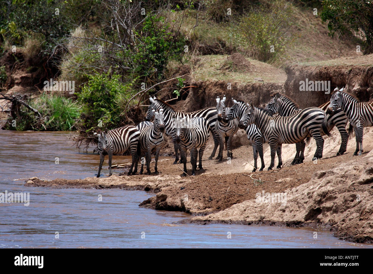 Zebra von Mara-Fluss, die Masai Mara Kenia überqueren wollen Stockfoto