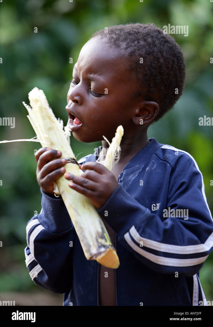 junge kauen Zuckerrohr, Tansania Stockfoto