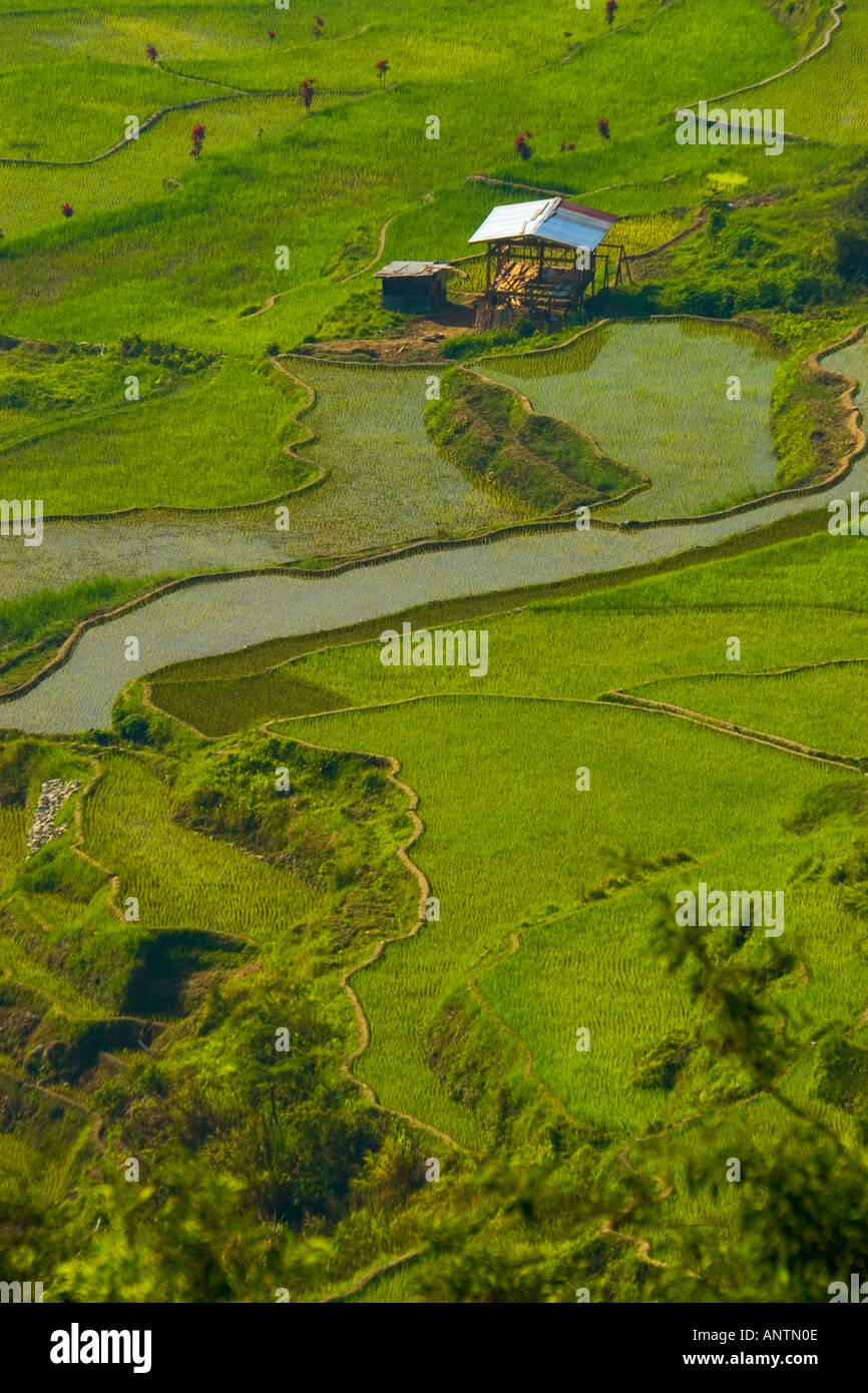 Die majestätischen Reisterrassen von Banaue Luzon Philippinen Stockfoto