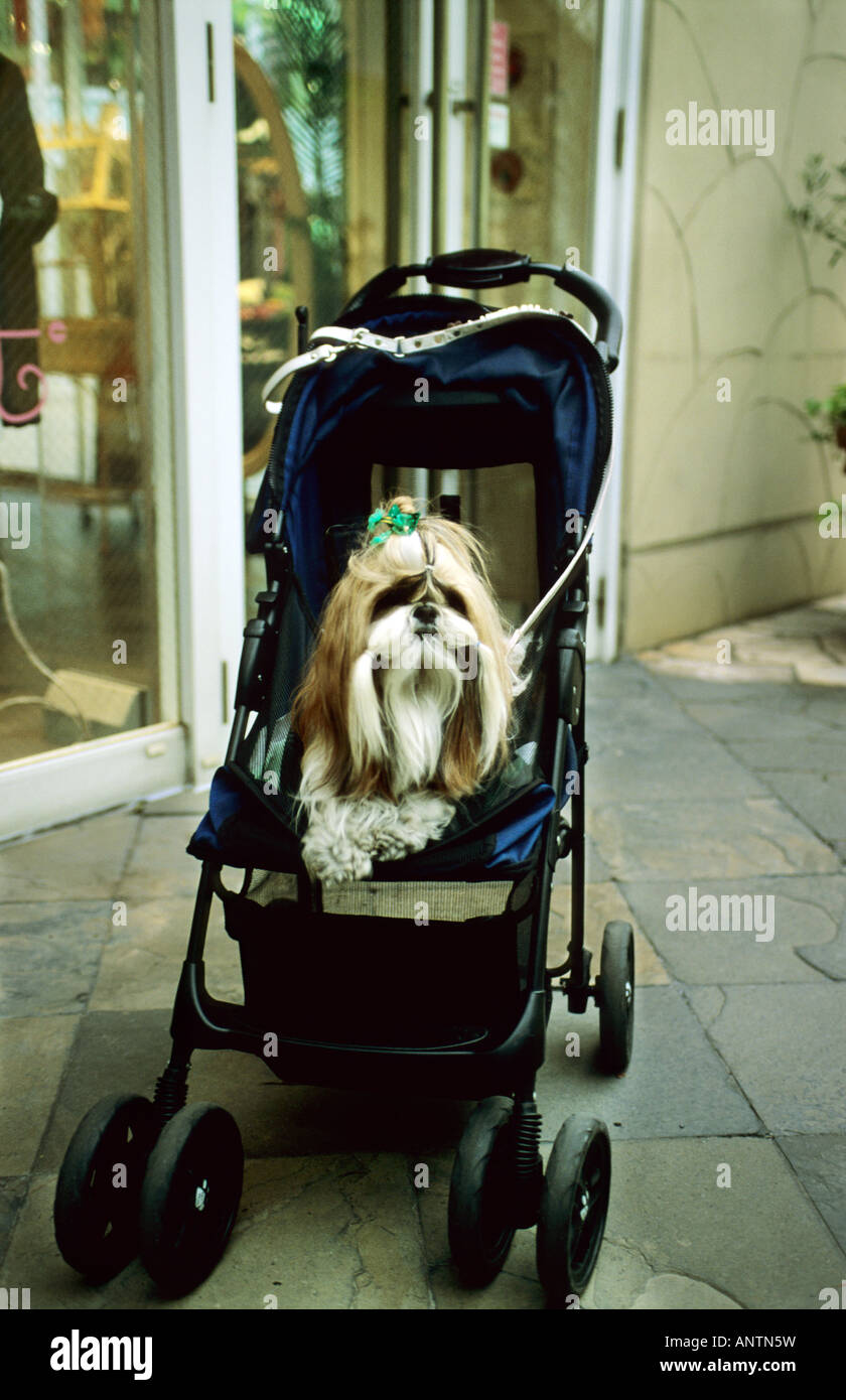Bunte Hunde in Japan genießen Sie eine Fahrt in einem schönen Kinderwagen. Stockfoto