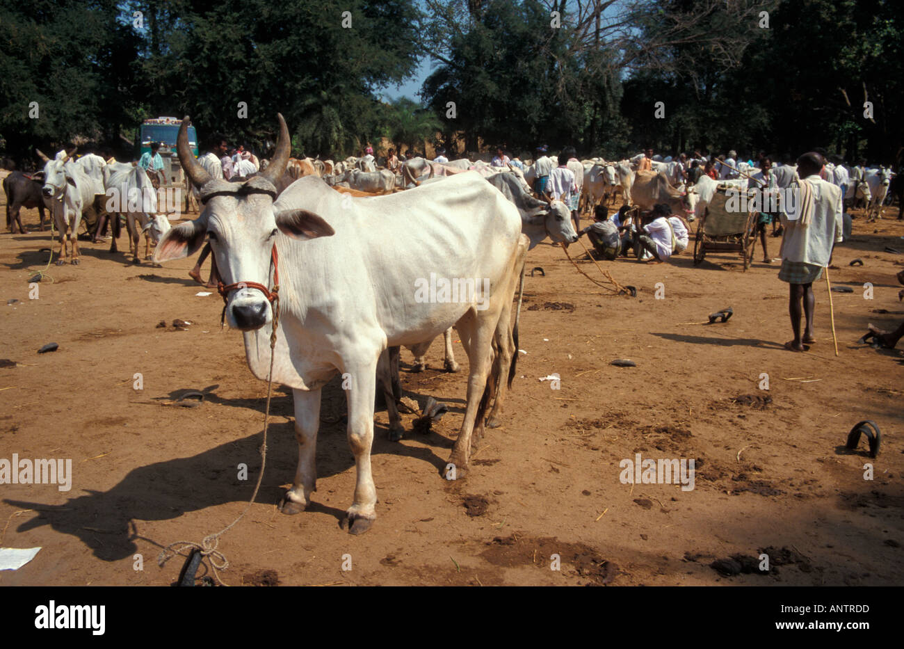 Viehmarkt nördlich von Tiruvura Indien Stockfoto