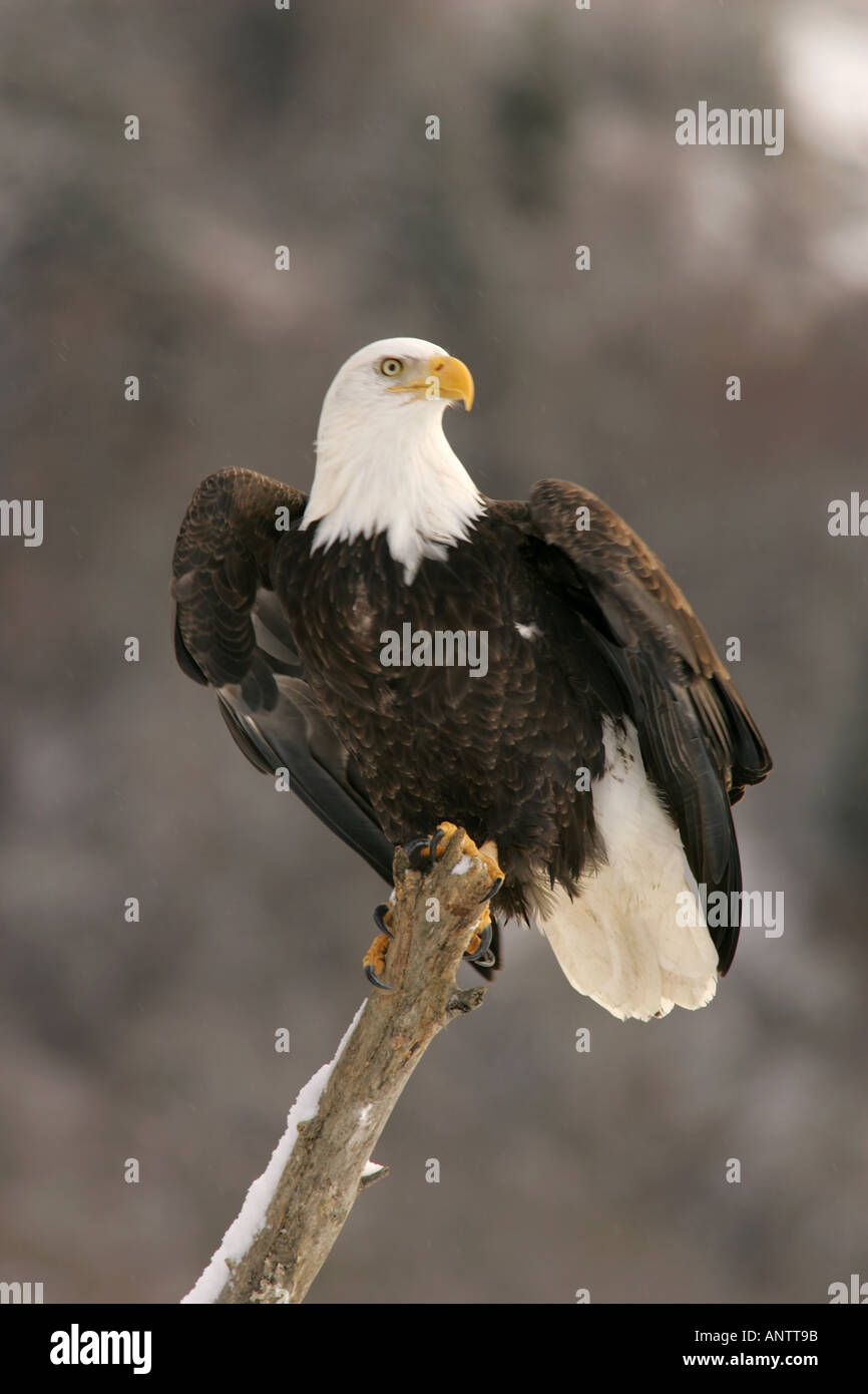 Weißkopf-Seeadler, Alaska Stockfoto