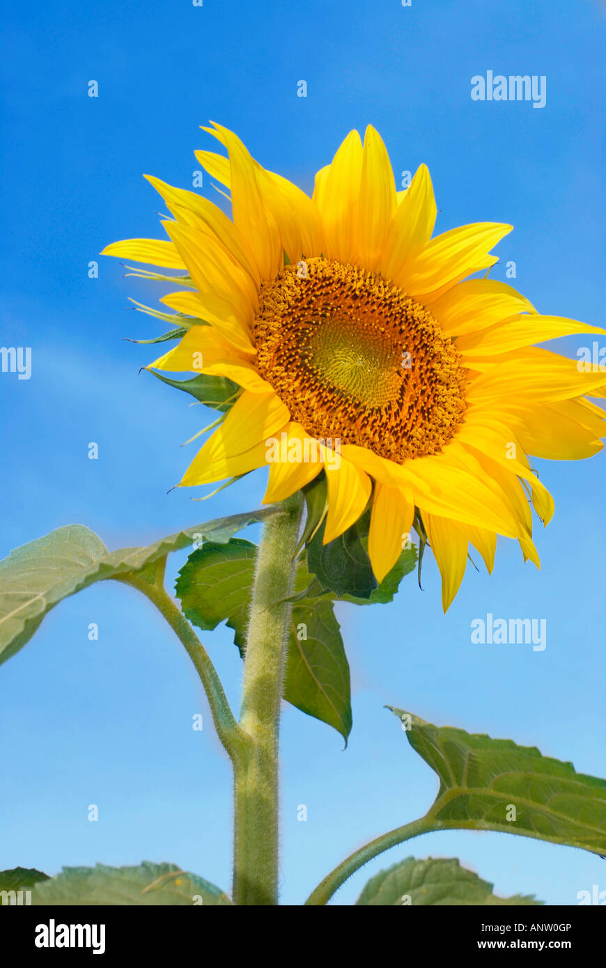 Sonnenblume Helianthus annuus Stockfoto