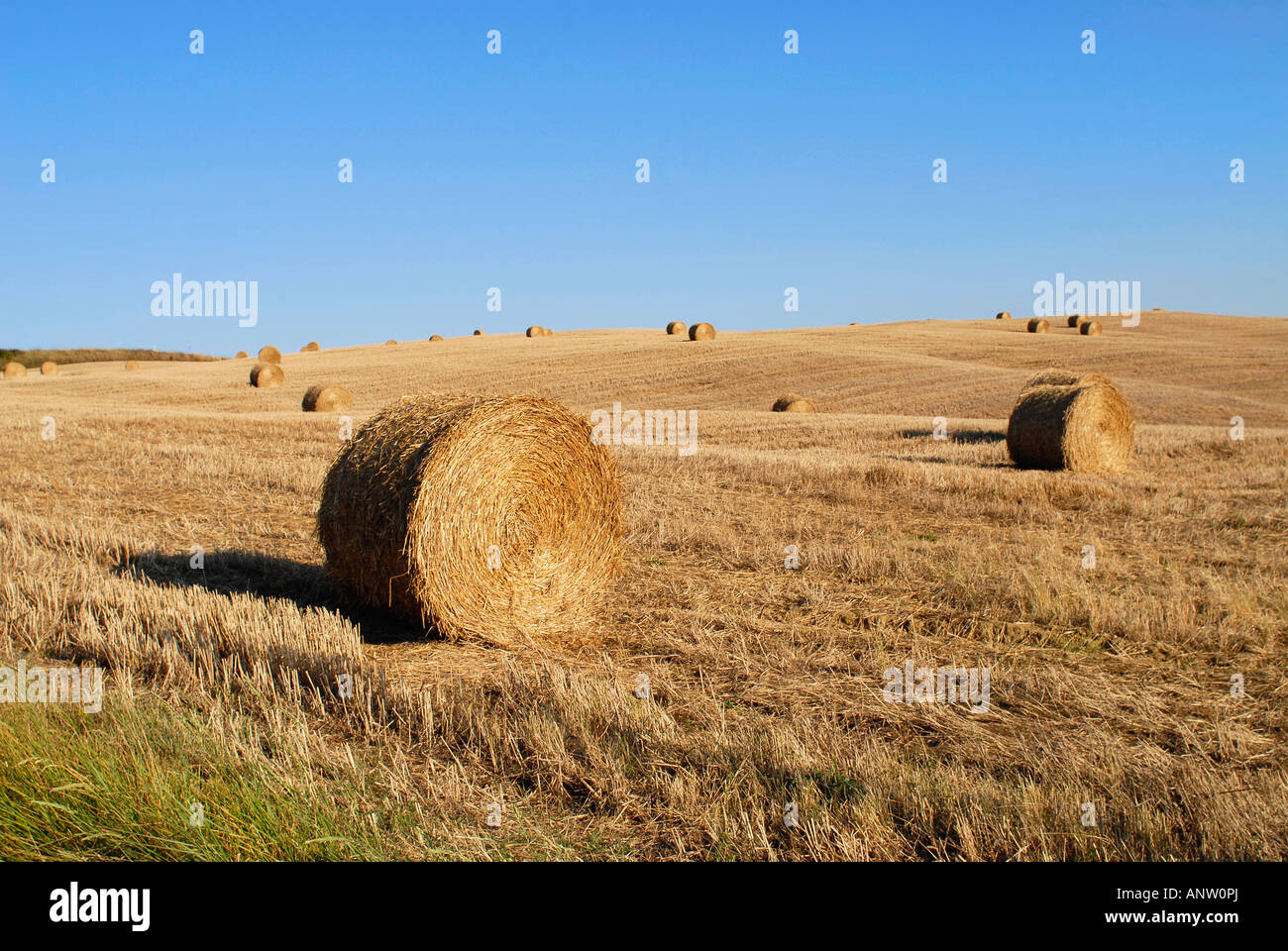 Strohballen auf einem Feld in der Toskana Italien Stockfoto