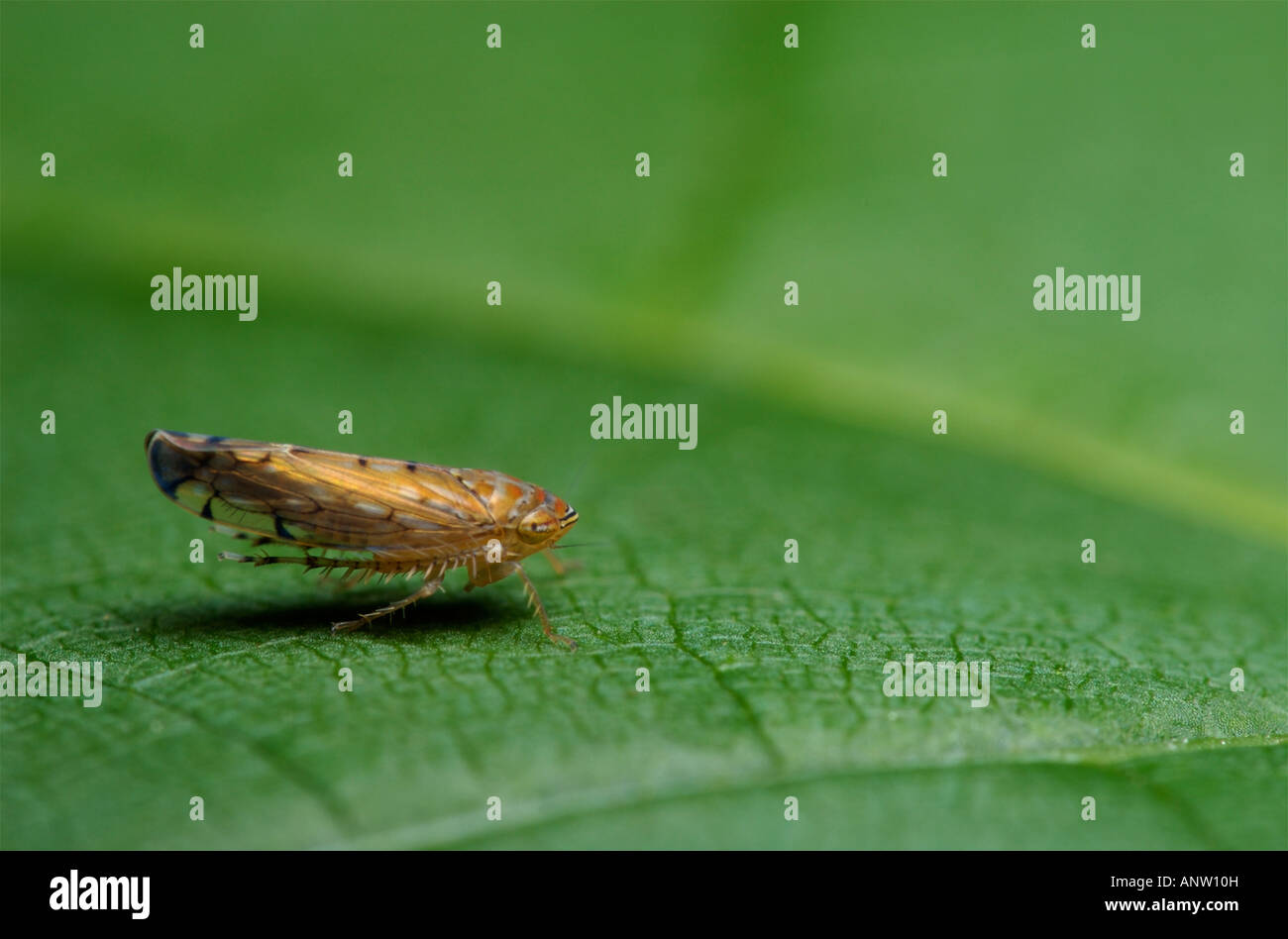 Leafhopper Osbornellus auf einem grünen Blatt Stockfoto