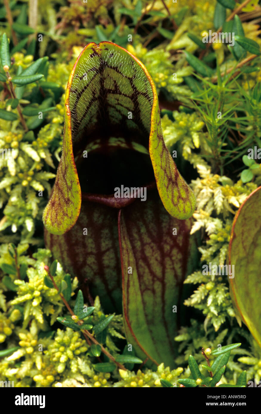 Nördlichen Schlauchpflanze, Sarracenia purpurea Stockfoto