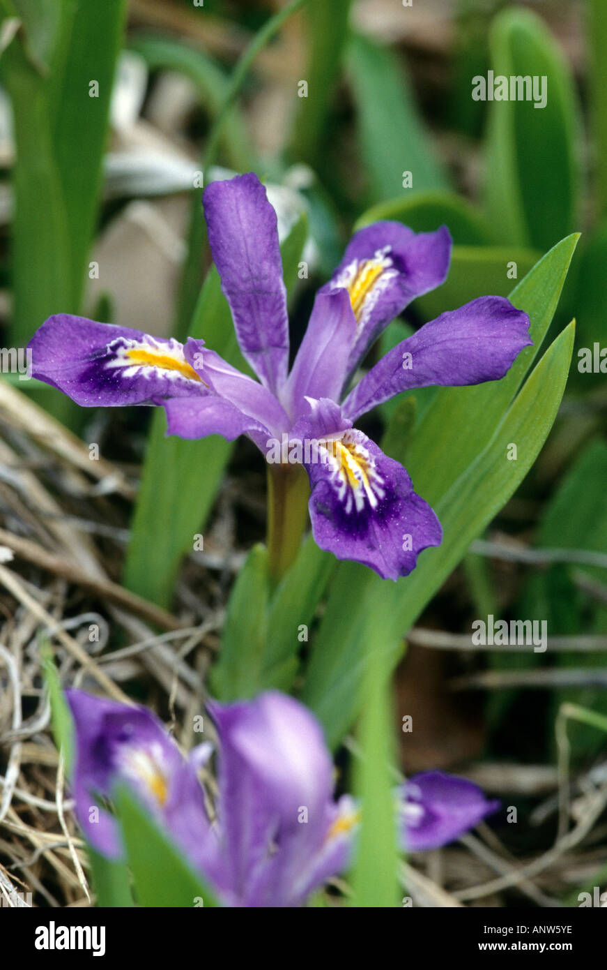 Lake Zwergiris, Iris lacustris Stockfoto