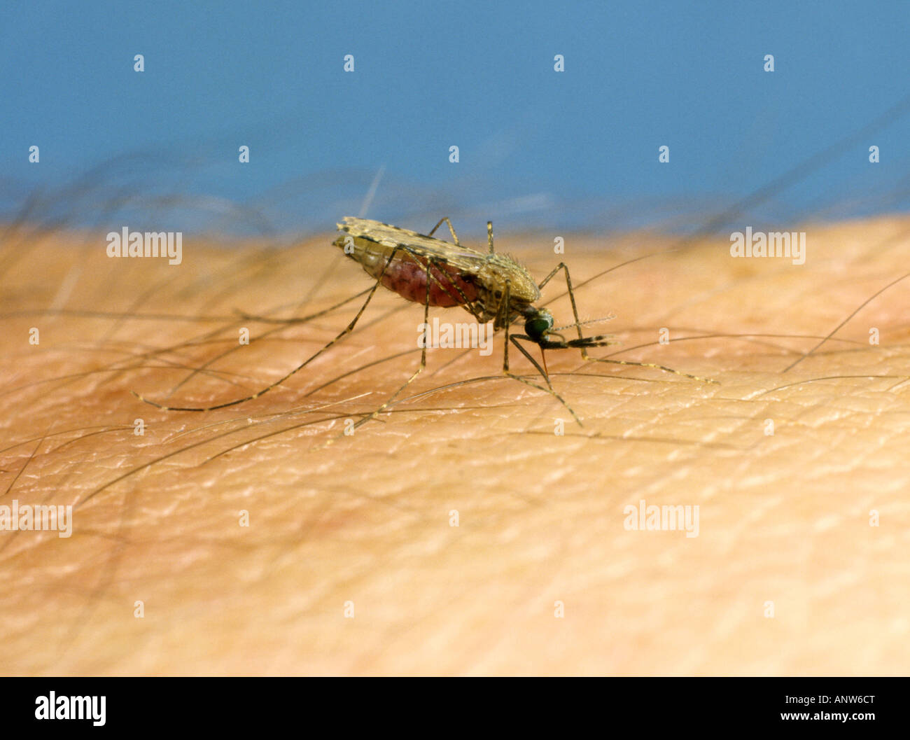 Afrikanische Malaria Vektor Mücke Anopheles Gambiae ernähren sich von Menschenhand Stockfoto