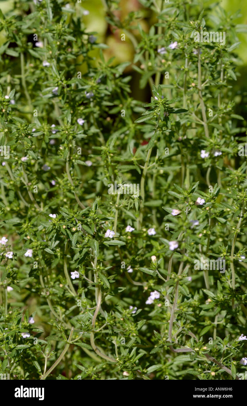 Bohnenkraut, Satureja hortensis Stockfoto