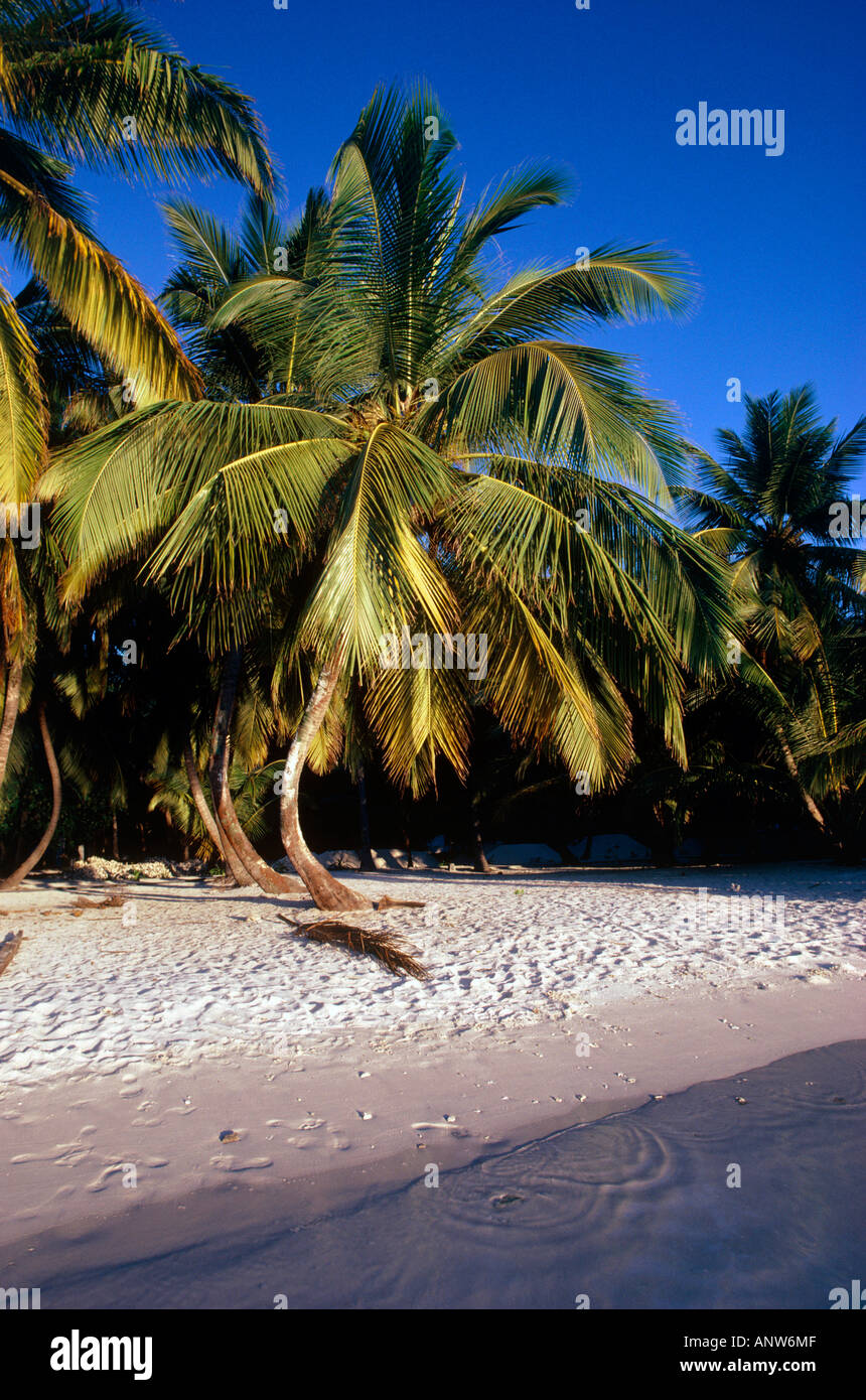 Palmen am Strand am Abend Insel Villivaru Malediven Stockfoto
