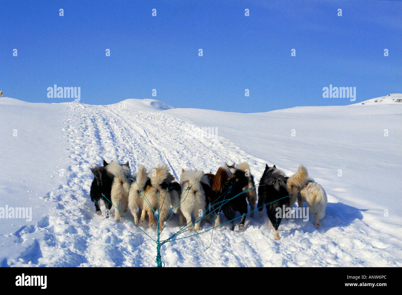 Hund Schlitten trekking Bereich der Disko Bucht Grönland danmark Stockfoto