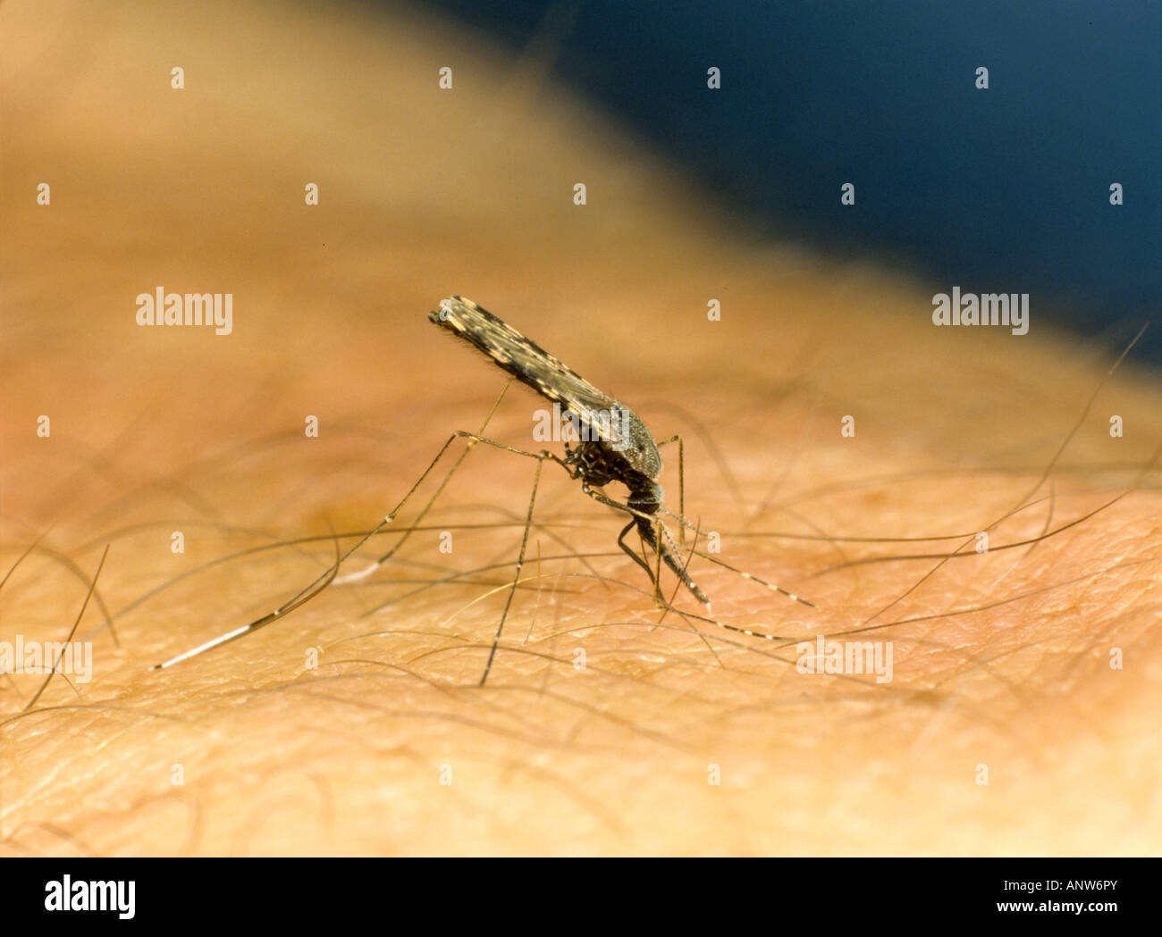 Südamerikanische Malaria Vektor Mücke Anopheles Albimanus ernähren sich von menschlichen arm Stockfoto